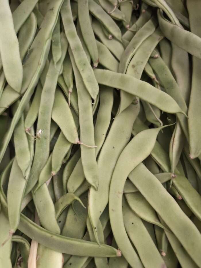 Haricots plats
